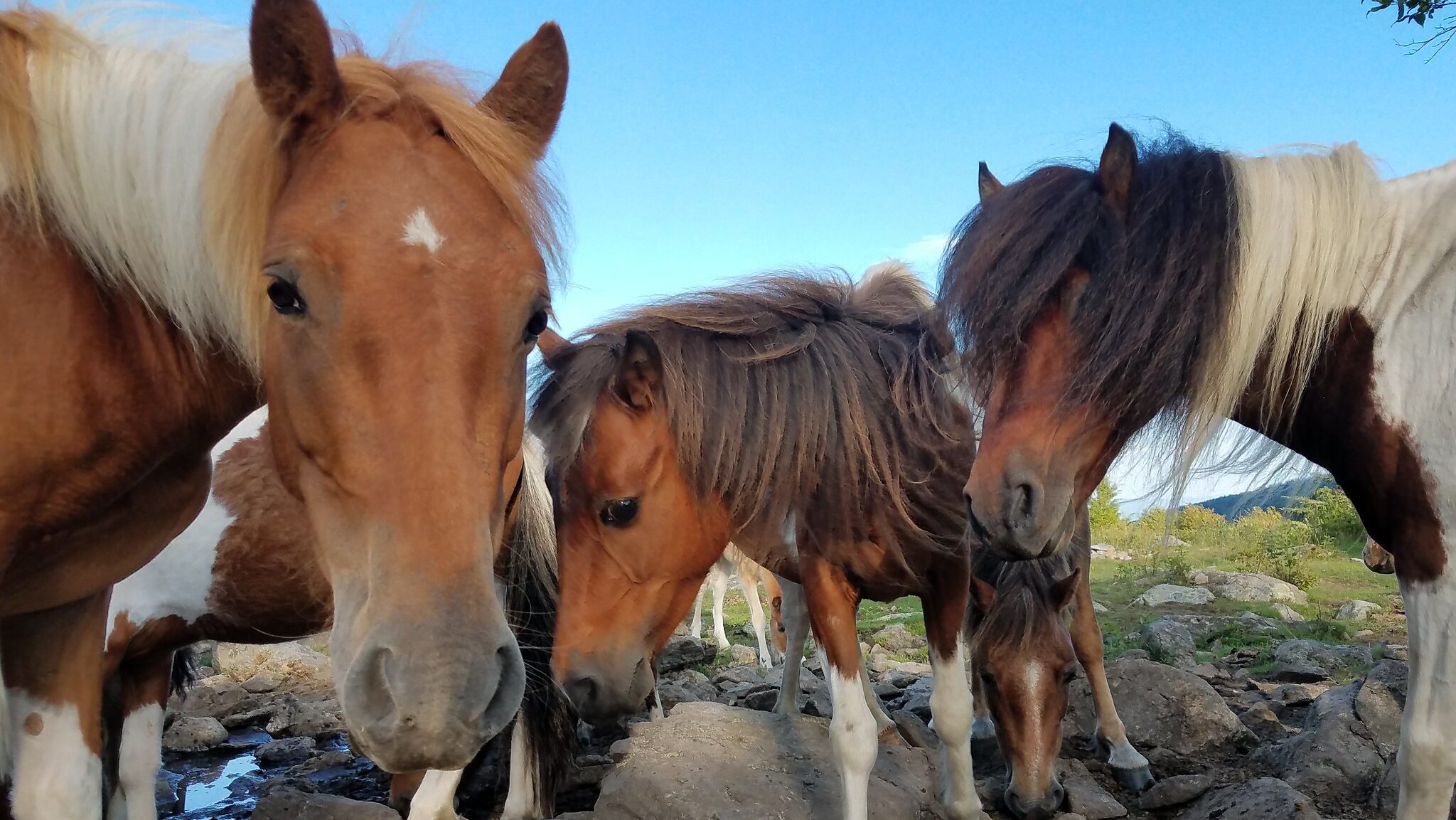 Grayson Highlands State Park Ponies