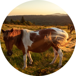 Wild Pony at Grayson Highlands