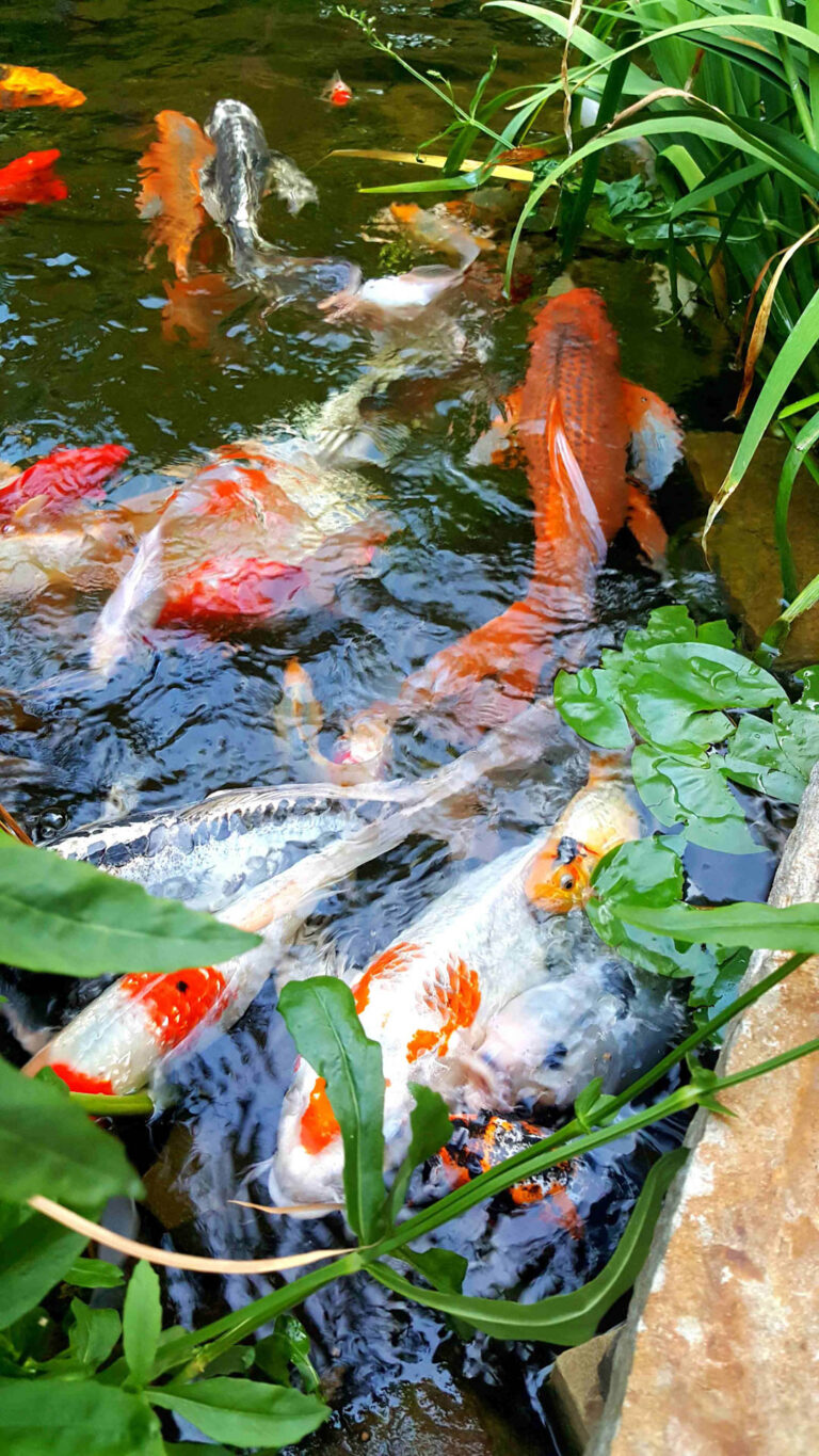 20 Koi close up 768x1365